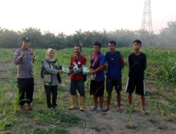 Jagung 2 Hektare Dipantau, Polsek Batu Hampar Kawal Ketahanan Pangan