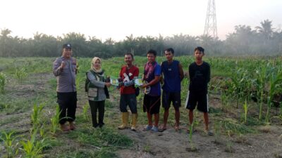 Jagung 2 Hektare Dipantau, Polsek Batu Hampar Kawal Ketahanan Pangan
