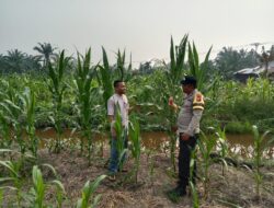 Polsek Batu Hampar Kawal Ketahanan Pangan