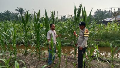 Polsek Batu Hampar Kawal Ketahanan Pangan