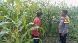 Dukung Asta Cita, Polsek Batu Hampar Kawal 2 Hektare Jagung di Sungai Sialang