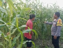 Dukung Asta Cita, Polsek Batu Hampar Kawal 2 Hektare Jagung di Sungai Sialang